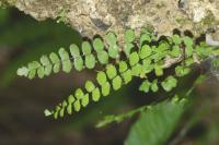 Asplenium trichomanes