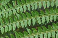 Polystichum setiferum