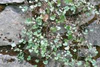 Cymbalaria muralis