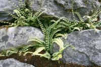 Asplenium trichomanes
