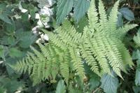 Athyrium filix-femina