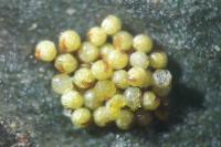 Polypodium interjectum