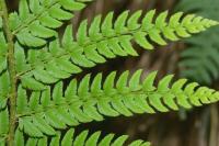 Polystichum setiferum