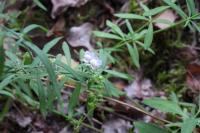Linaria repens