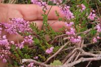 Calluna vulgaris
