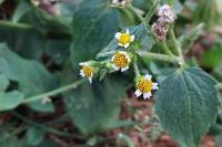 Galinsoga quadriradiata