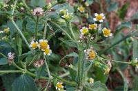 Galinsoga quadriradiata
