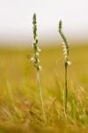 Spiranthes spiralis