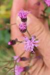 Serratula tinctoria