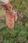 Serratula tinctoria