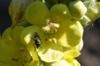 Verbascum thapsus
