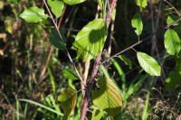 Frangula alnus