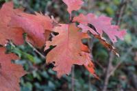 Quercus rubra