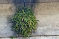 Asplenium trichomanes