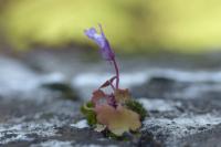 Cymbalaria muralis