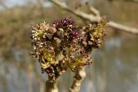 Fraxinus angustifolia