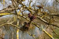 Fraxinus angustifolia