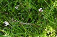 Cardamine hirsuta
