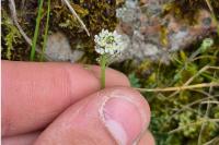 Teesdalia nudicaulis