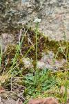 Teesdalia nudicaulis