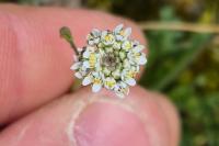 Teesdalia nudicaulis