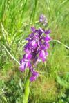 Anacamptis morio