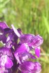 Anacamptis morio