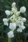 Anacamptis morio