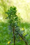 Euphorbia amygdaloides