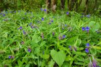 Aegonychon purpurocaeruleum