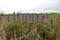Ajuga reptans