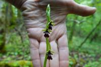 Ophrys insectifera