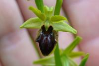 Ophrys aranifera