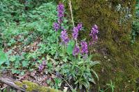 Orchis mascula