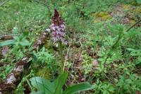 Orchis purpurea
