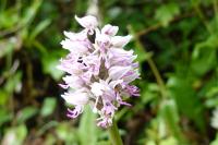 Orchis simia