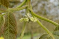 Juglans regia