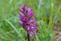 Orchis x angusticruris