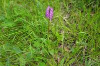 Orchis x angusticruris