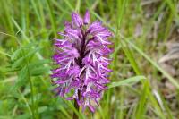 Orchis x angusticruris