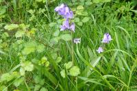 Hyacinthoides non-scripta