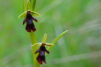 Ophrys insectifera