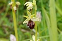 Ophrys aranifera