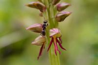 Orchis anthropophora