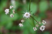 Sanicula europaea