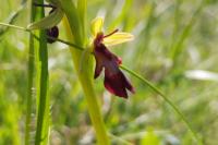 Ophrys insectifera
