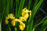 Iris pseudacorus