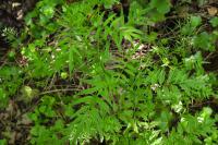 Cardamine impatiens