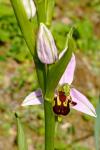 Ophrys apifera