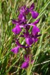 Anacamptis x alata